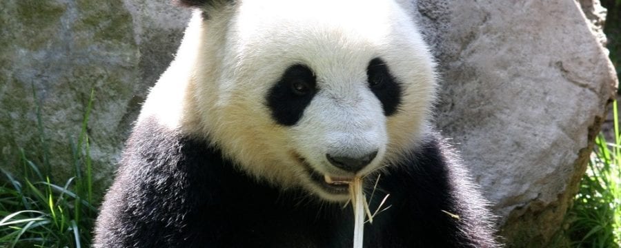 Panda 4.0 Update