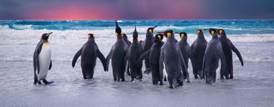 Penguin