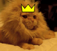 keep your content fresh seo cat with crown