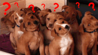 conten fresh puppies cute