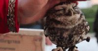 content fresh digital marketing seo cute owl