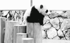 Google Panda Update