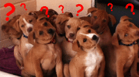 in house seo or agency seo