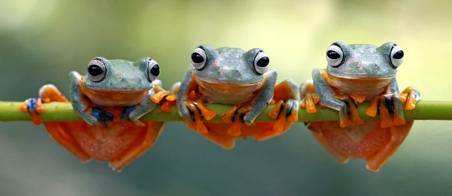 screaming frog