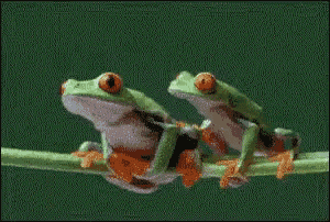 Screaming Frog Features