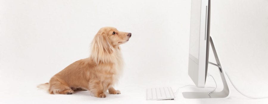 dogotal marketing monthly round-up seo social media digital pr