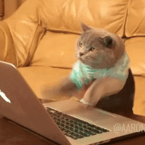 cat on a computer