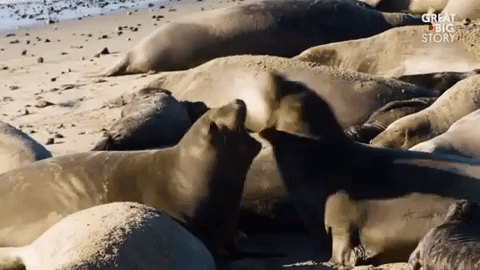 fighting seals